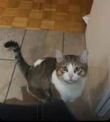 Lost Male Cat last seen Point aux tremble , Montréal, QC H1A 4P3