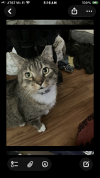Lost Male Cat last seen Elm Street and Central Ave, Charleston WV 25304, Charleston, WV 25302