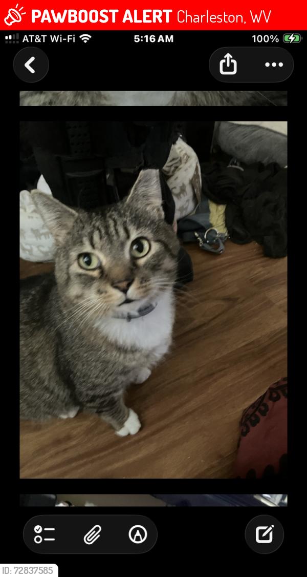 Lost Male Cat last seen Elm Street and Central Ave, Charleston WV 25304, Charleston, WV 25302