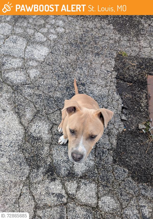 Found/Stray Male Dog last seen Lumiere casino exit ramp highway 70, St. Louis, MO 63102