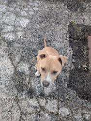 Found/Stray Male Dog last seen Lumiere casino exit ramp highway 70, St. Louis, MO 63102