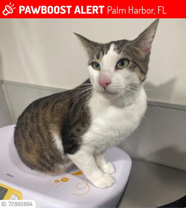 Lost Male Cat last seen US Hwy 19, Curlew Road, Palm Harbor, FL 34684