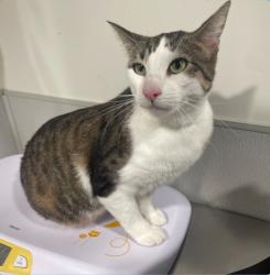 Lost Male Cat last seen US Hwy 19, Curlew Road, Palm Harbor, FL 34684