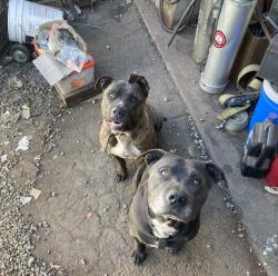 Lost Female Dog last seen Washington , Commerce, CA 90040