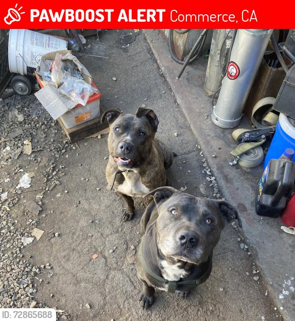 Lost Female Dog last seen Washington , Commerce, CA 90040
