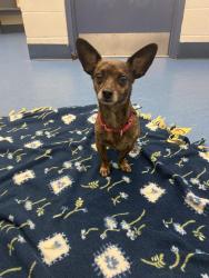 Lost Female Dog last seen Neighborhood between Scioto Darby and Roberts, Hilliard, OH 43026