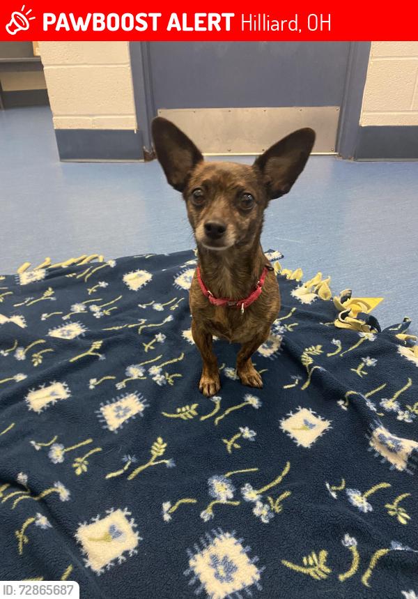 Lost Female Dog last seen Neighborhood between Scioto Darby and Roberts, Hilliard, OH 43026