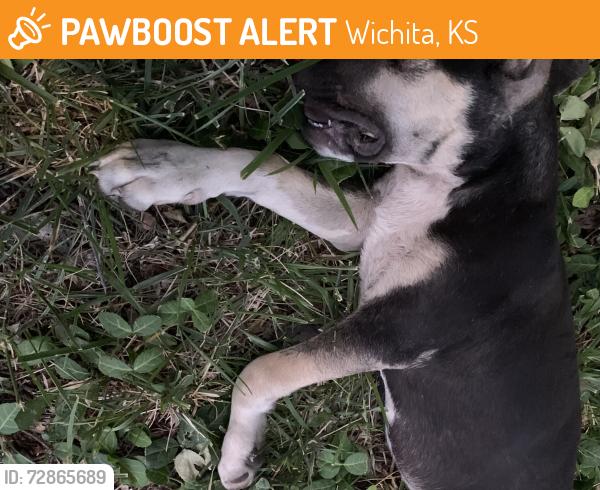Found/Stray Male Dog last seen South side of intersection 13th and Harding, in the grass near an electrical pole., Wichita, KS 67208