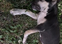 Found/Stray Male Dog last seen South side of intersection 13th and Harding, in the grass near an electrical pole., Wichita, KS 67208