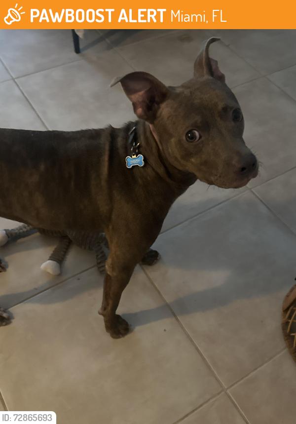 Found/Stray Unknown Dog last seen Near 71st street , Miami, FL 33150