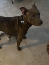 Found/Stray Unknown Dog last seen Near 71st street , Miami, FL 33150