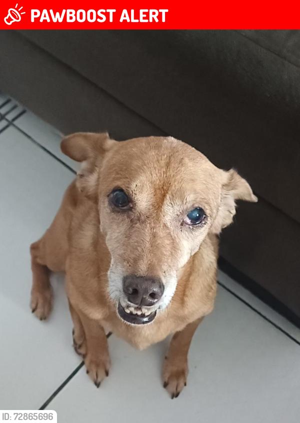 Lost Female Dog last seen Rua João Lucas Alves, jova rural, 17, Conjunto Habitacional Jova Rural, SP 02281-225
