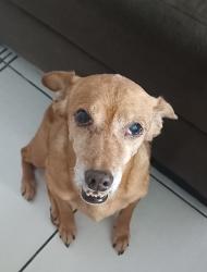 Lost Female Dog last seen Rua João Lucas Alves, jova rural, 17, Conjunto Habitacional Jova Rural, SP 02281-225