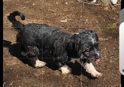 Reunited Female Dog last seen Harris rd, Troy, NY 12182
