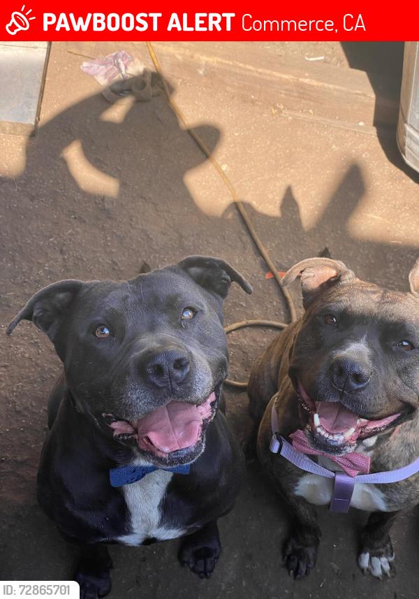 Lost Male Dog last seen Washington , Commerce, CA 90040