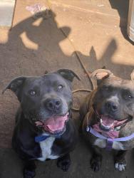 Lost Male Dog last seen Washington , Commerce, CA 90040