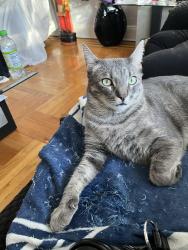 Reunited Male Cat last seen Bay 10th & 86th Street, Brooklyn, NY 11228
