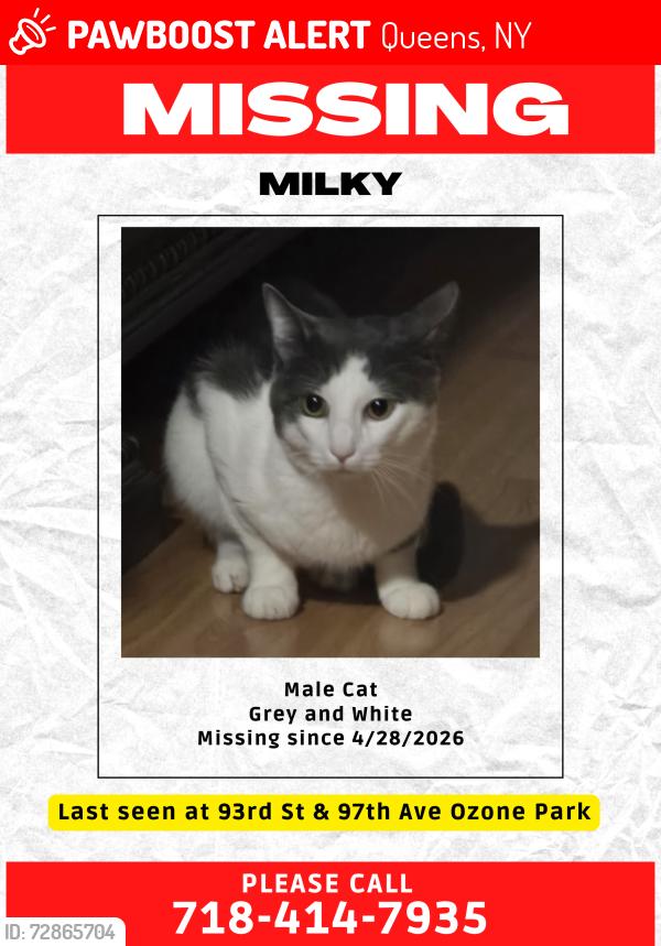 Lost Male Cat last seen 93rd street 97th Avenue Ozone Park, Queens, NY 11416