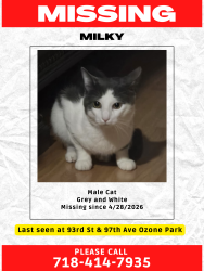Lost Male Cat last seen 93rd street 97th Avenue Ozone Park, Queens, NY 11416