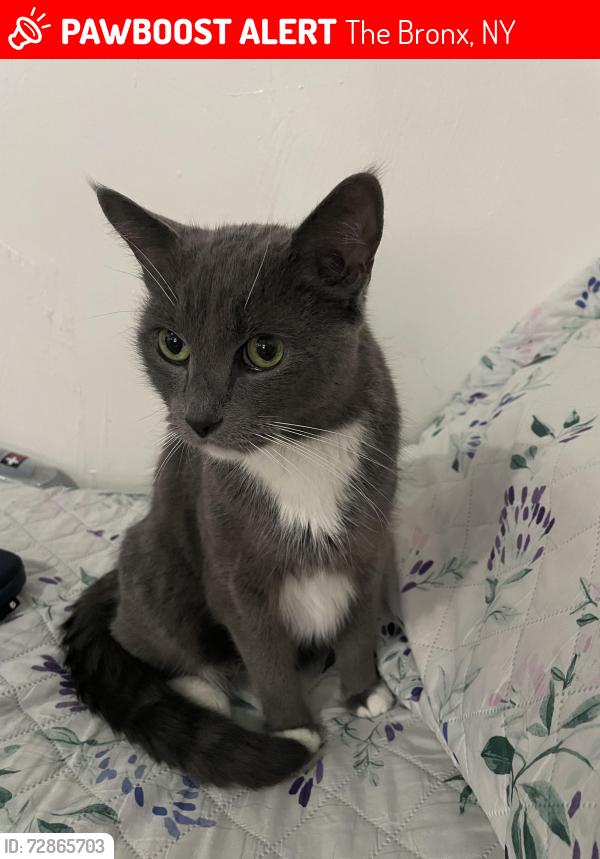Lost Female Cat last seen E 187th st and Belmont. , The Bronx, NY 10458