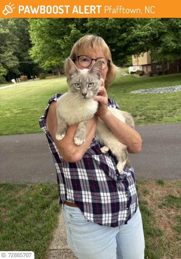 Found/Stray Male Cat last seen Vienna Elementary School - Yadkinville Rd / Chickasha, Pfafftown, NC 27040