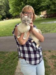 Found/Stray Male Cat last seen Vienna Elementary School - Yadkinville Rd / Chickasha, Pfafftown, NC 27040