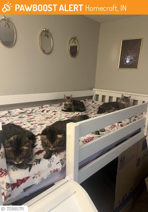 Found/Stray Unknown Cat last seen Orinoco Ave and Grube Street , Homecroft, IN 46227
