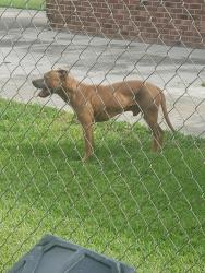 Found/Stray Male Dog last seen Sedgefield Dr, New Hope, NC 27534