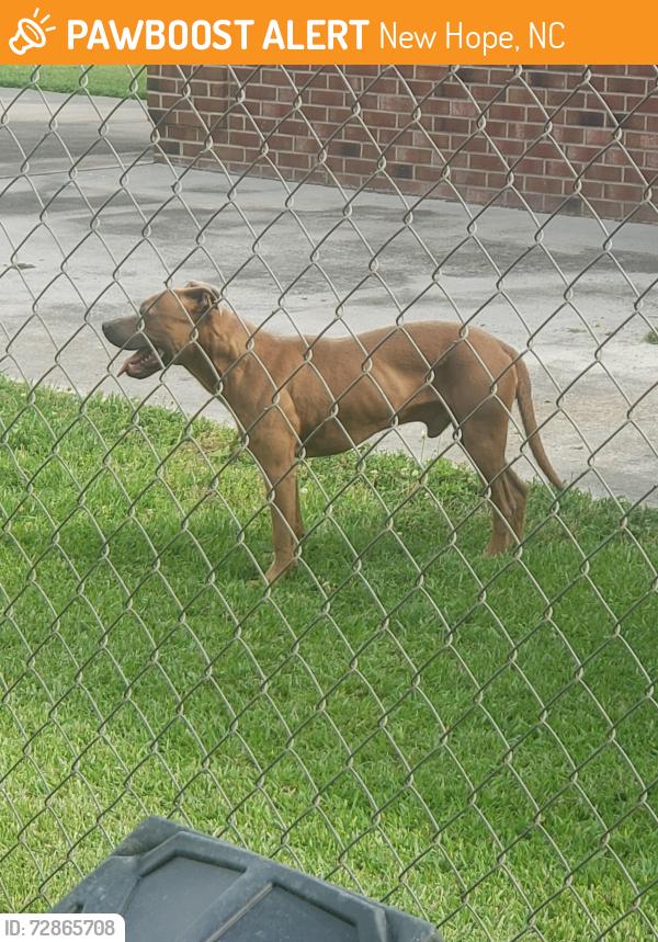 Found/Stray Male Dog last seen Sedgefield Dr, New Hope, NC 27534