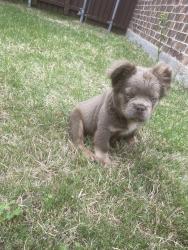 Lost Male Dog last seen Paloma Creek South, Little Elm, TX 75068