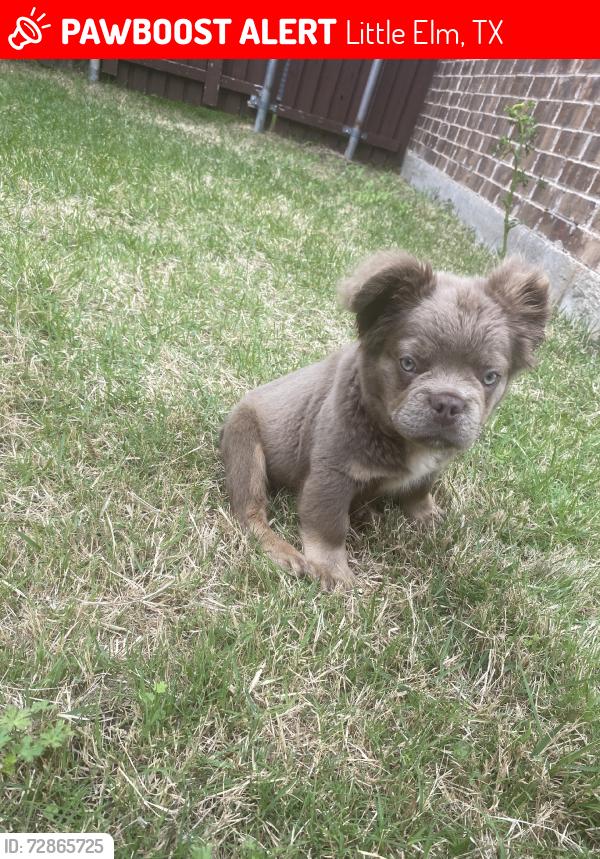 Lost Male Dog last seen Paloma Creek South, Little Elm, TX 75068