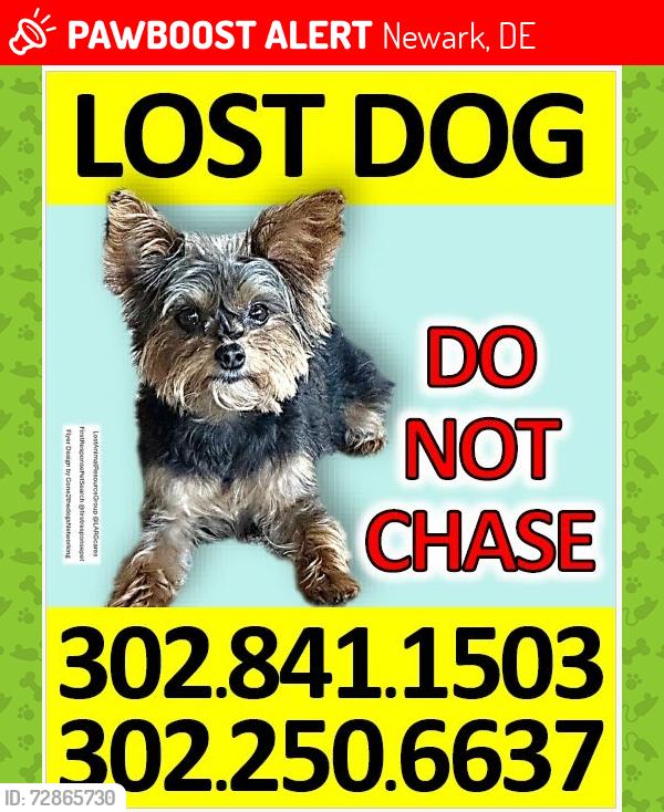 Lost Female Dog last seen Dixie line rd, Newark, DE 21921
