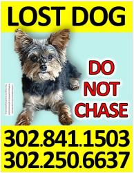 Lost Female Dog last seen Dixie line rd, Newark, DE 21921