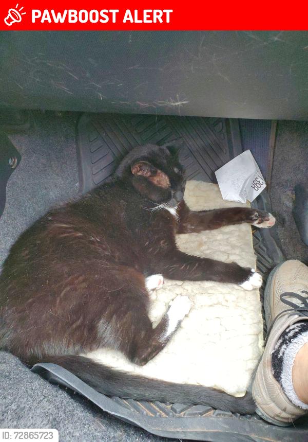 Lost Male Cat last seen Pine  Rock, San Benito County, CA 95023