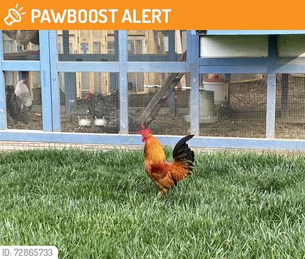 Found/Stray Male Bird last seen Fredericksburg Road and Mill Road, Bethel Township, PA 17026