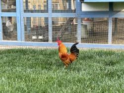 Found/Stray Male Bird last seen Fredericksburg Road and Mill Road, Bethel Township, PA 17026