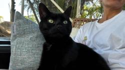 Reunited Female Cat last seen Near Marsh Terrace, Port Saint Lucie FL 34986, Port St. Lucie, FL 34986