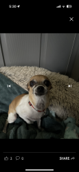 Lost Female Dog last seen Ave j , Lancaster, CA 93535