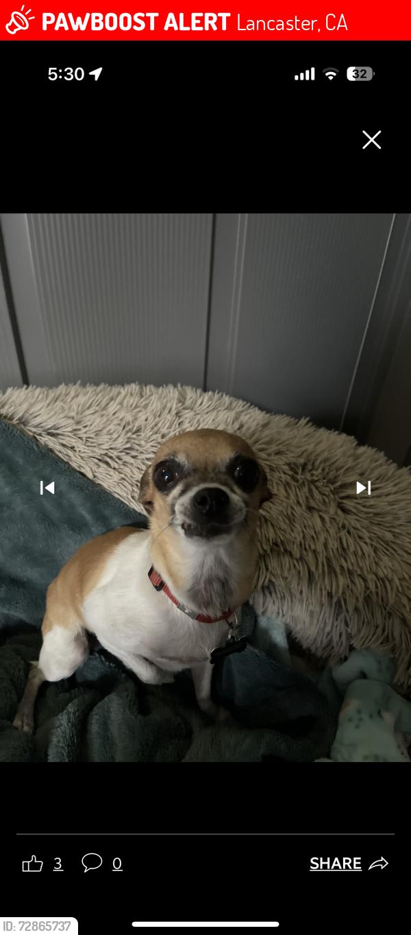 Lost Female Dog last seen Ave j , Lancaster, CA 93535
