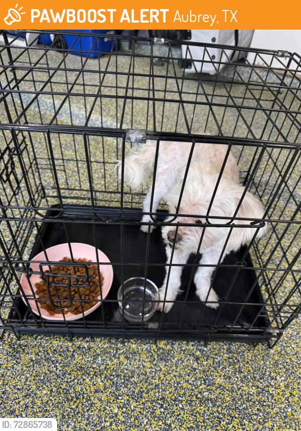 Found/Stray Female Dog last seen Sandbrock Ranch, Aubrey, TX 76227