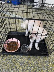Found/Stray Female Dog last seen Sandbrock Ranch, Aubrey, TX 76227