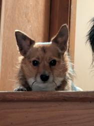 Lost Female Dog last seen Maryland ave. Dolton Illinois , Dolton, IL 60419