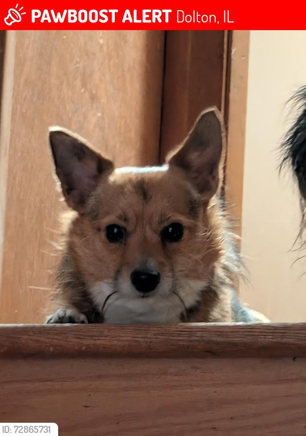 Lost Female Dog last seen Maryland ave. Dolton Illinois , Dolton, IL 60419