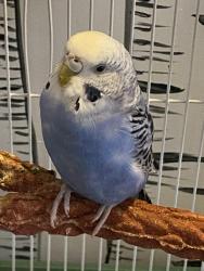 Lost Unknown Bird last seen Near primrose st, West Springfield, MA 01089