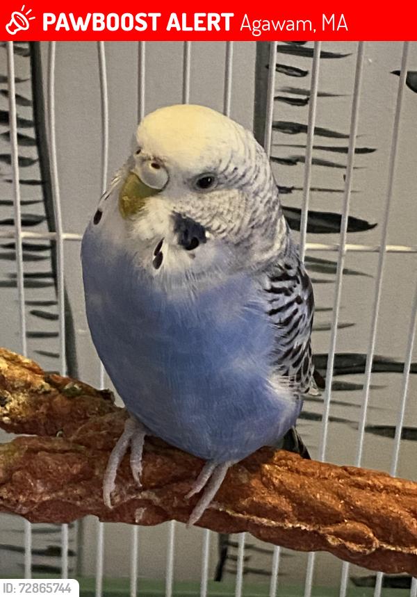 Lost Unknown Bird last seen Near primrose st, West Springfield, MA 01089