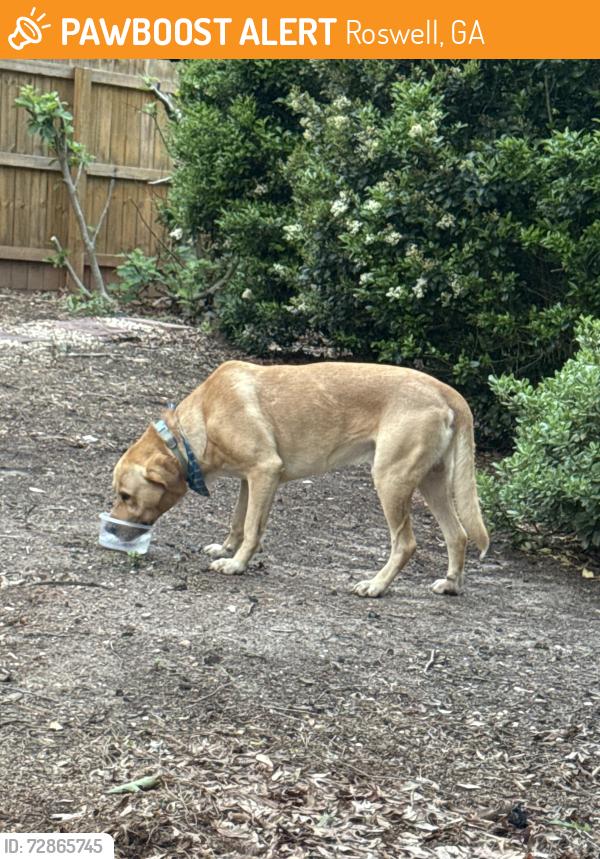 Found/Stray Male Dog last seen Hwy 92 and mountain park rd, Roswell, GA 30075