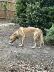 Found/Stray Male Dog last seen Hwy 92 and mountain park rd, Roswell, GA 30075