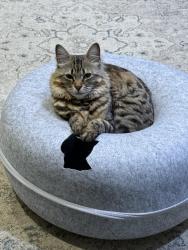 Lost Female Cat last seen Grand Palisades Parkway, Charlotte, NC 28278