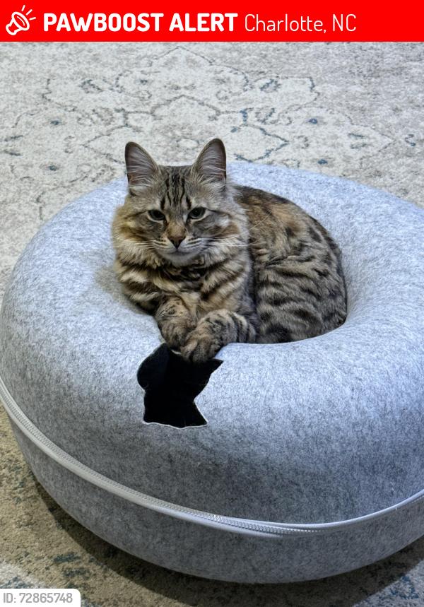 Lost Female Cat last seen Grand Palisades Parkway, Charlotte, NC 28278