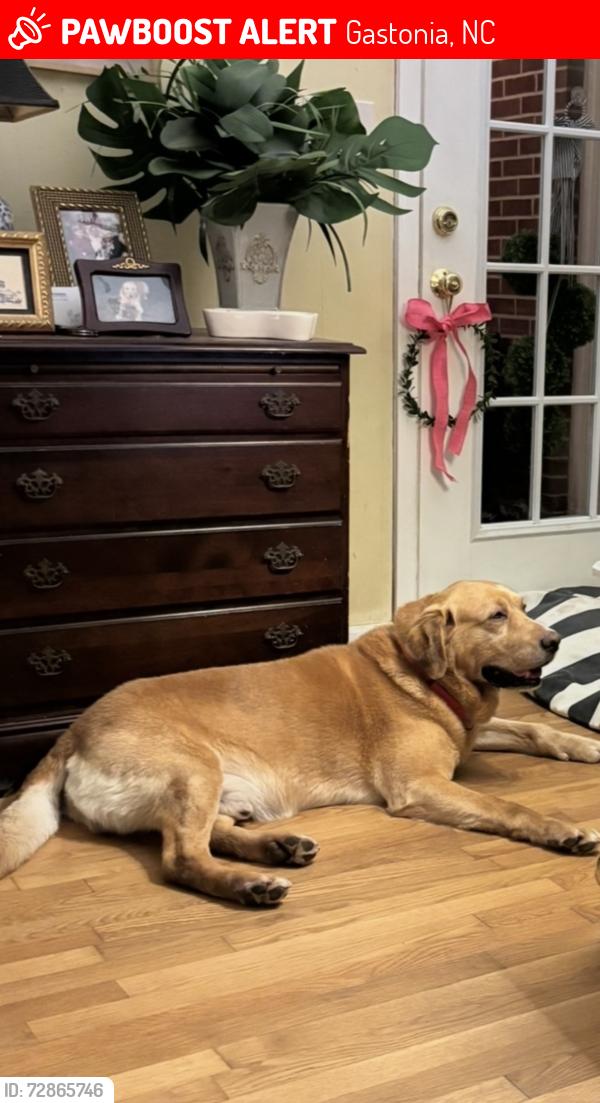 Lost Male Dog last seen Carolina Avenue, Gastonia, Gastonia, NC 28052